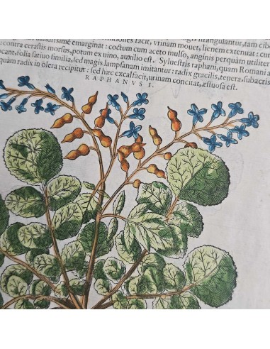 ERBARIO MATTHIOLI
