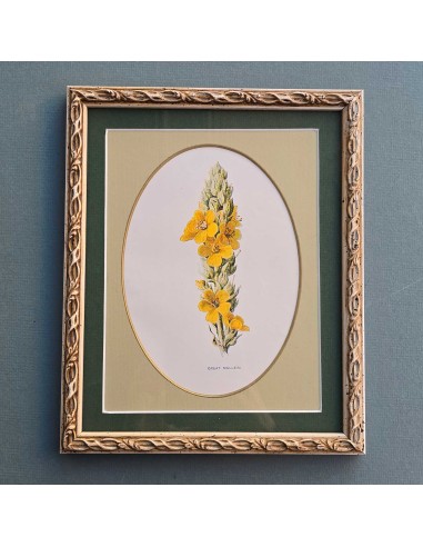 FLOWERS in pass. ovale