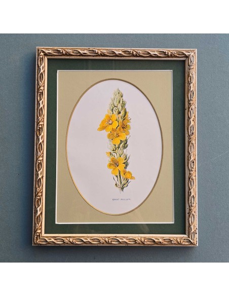 FLOWERS in pass. ovale