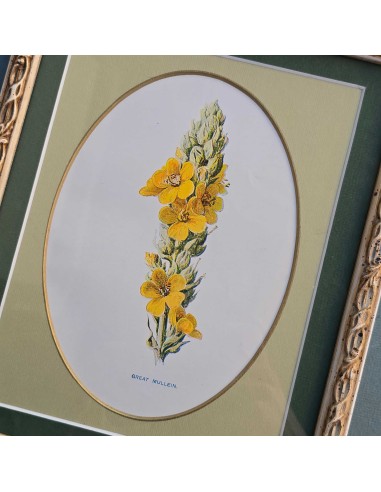 FLOWERS in pass. ovale