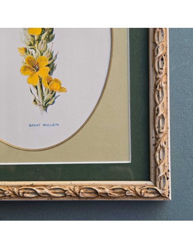 FLOWERS in pass. ovale