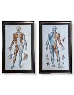 ANATOMIE ELEMENTAIRE