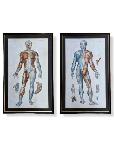 ANATOMIE ELEMENTAIRE