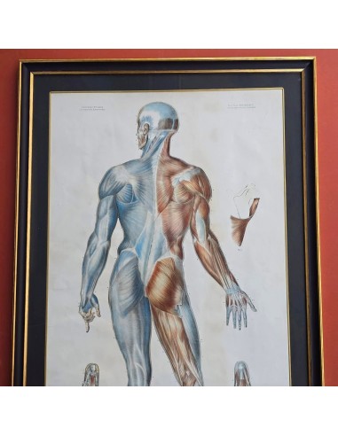ANATOMIE ELEMENTAIRE