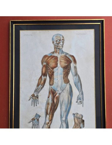 ANATOMIE ELEMENTAIRE