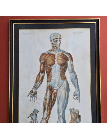 ANATOMIE ELEMENTAIRE