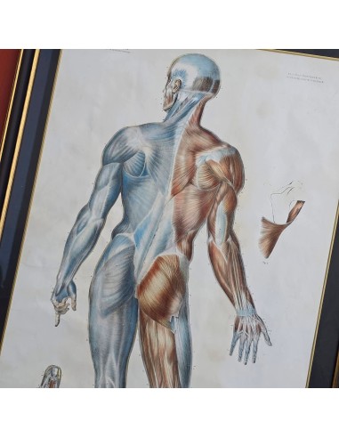 ANATOMIE ELEMENTAIRE