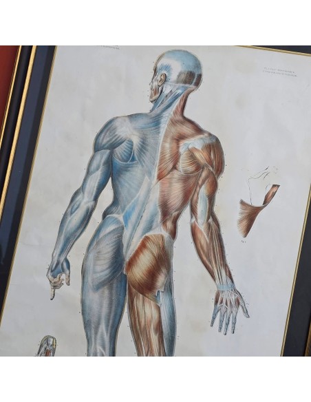 ANATOMIE ELEMENTAIRE
