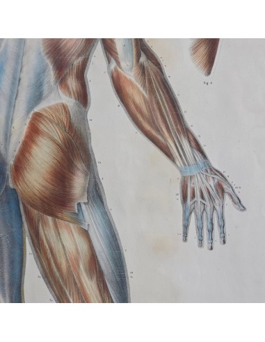 ANATOMIE ELEMENTAIRE