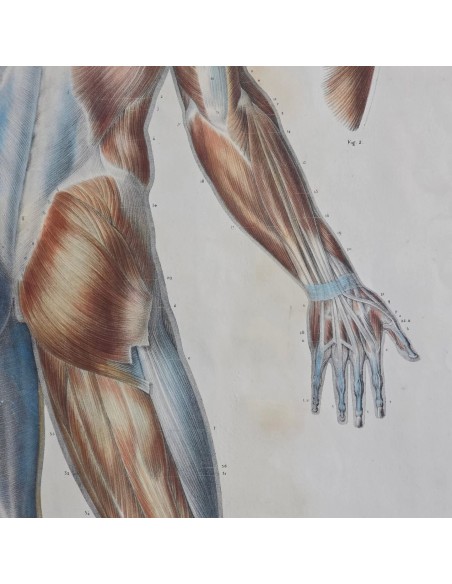 ANATOMIE ELEMENTAIRE