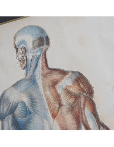 ANATOMIE ELEMENTAIRE
