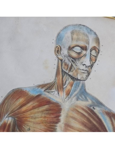 ANATOMIE ELEMENTAIRE