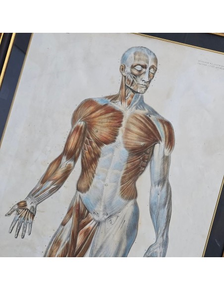 ANATOMIE ELEMENTAIRE