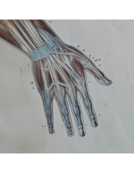 ANATOMIE ELEMENTAIRE