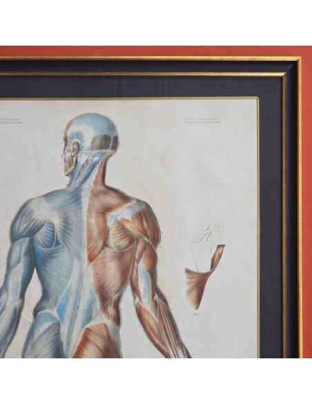 ANATOMIE ELEMENTAIRE