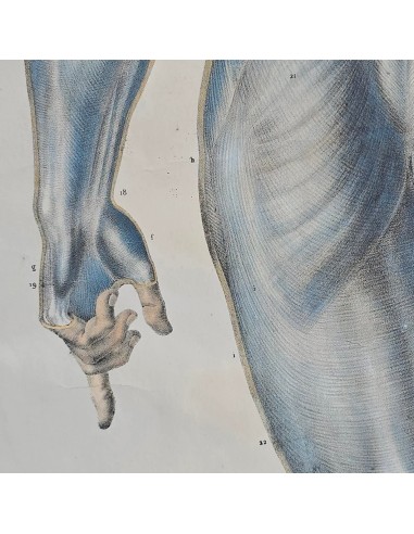 ANATOMIE ELEMENTAIRE