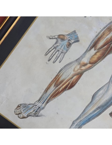 ANATOMIE ELEMENTAIRE