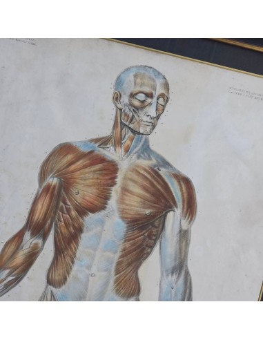 ANATOMIE ELEMENTAIRE