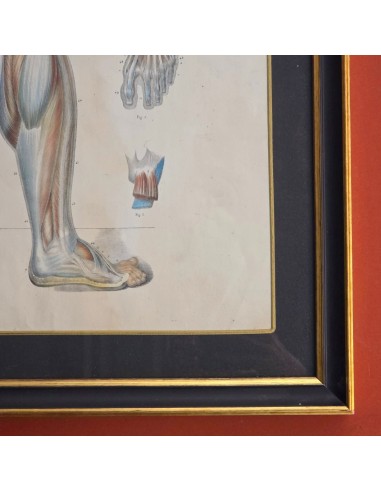 ANATOMIE ELEMENTAIRE