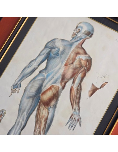 ANATOMIE ELEMENTAIRE