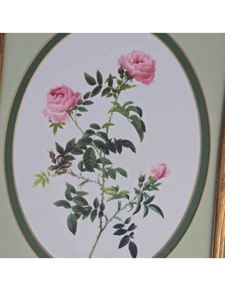 ROSE REDOUTÉ in oro e verde