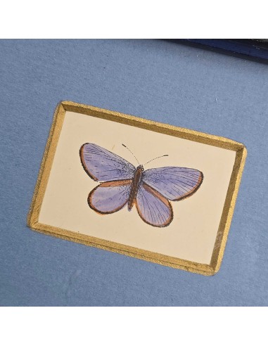 FARFALLE rettangolari