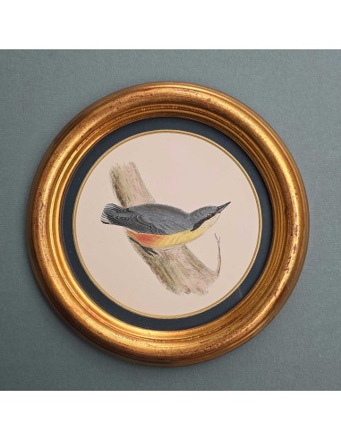 UCCELLINI