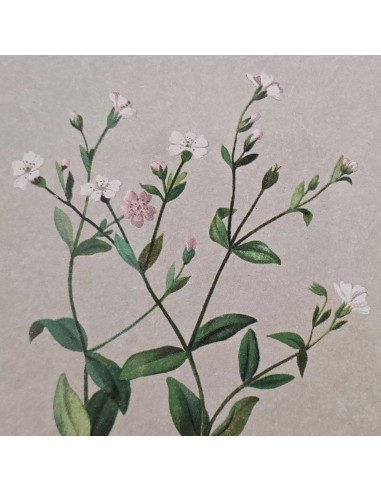 FLORA ALPINA IN PANNA