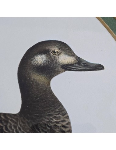 UCCELLI IN CORNICE SAGOMATA