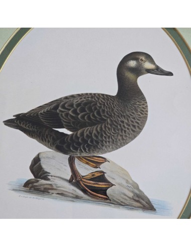 UCCELLI IN CORNICE SAGOMATA