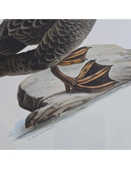 UCCELLI IN CORNICE SAGOMATA