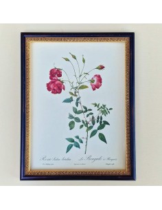 ROSE DEL REDOUTE 2