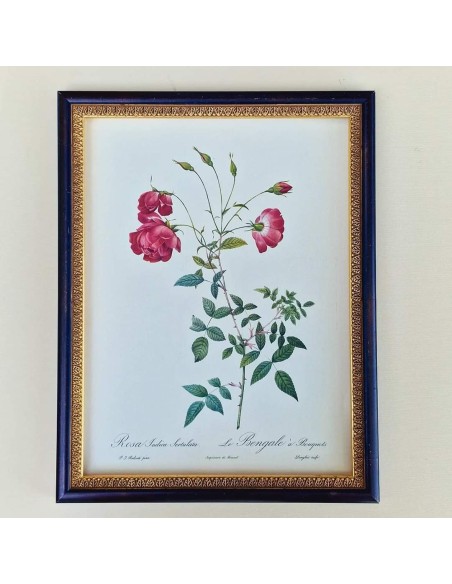 ROSE DEL REDOUTE