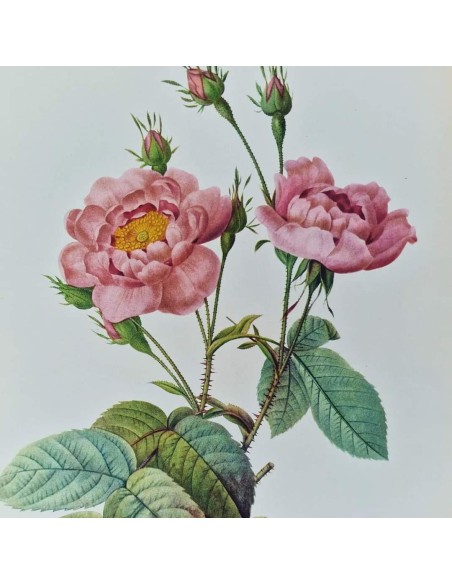 ROSE DEL REDOUTE