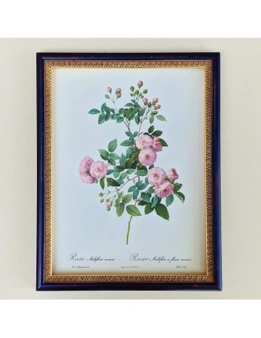 ROSE DEL REDOUTE