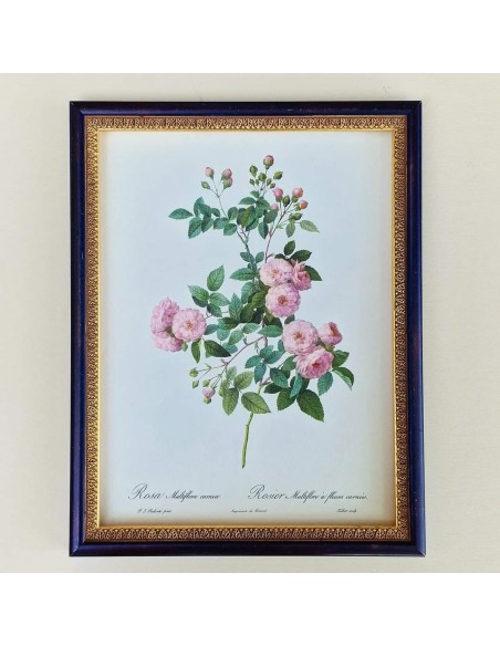 ROSE DEL REDOUTE