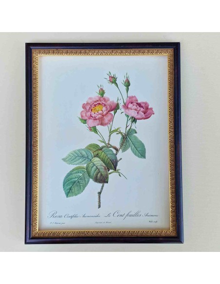 ROSE DEL REDOUTE