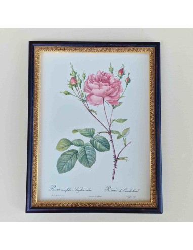 ROSE DEL REDOUTE