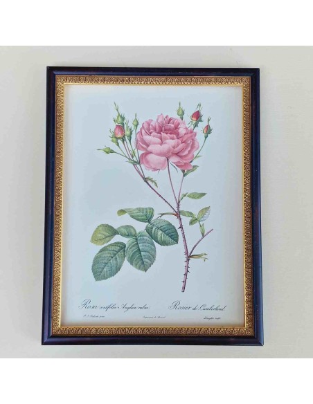 ROSE DEL REDOUTE