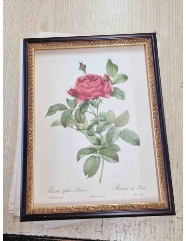 ROSE DEL REDOUTE