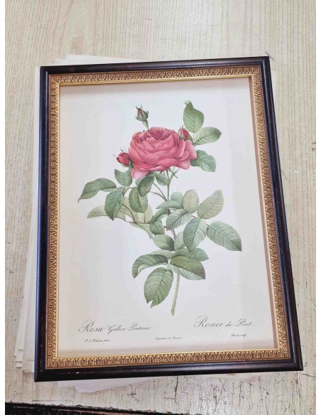 ROSE DEL REDOUTE