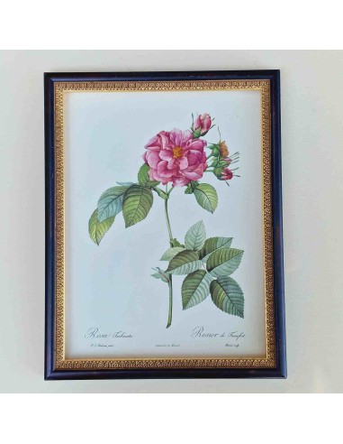 ROSE DEL REDOUTE
