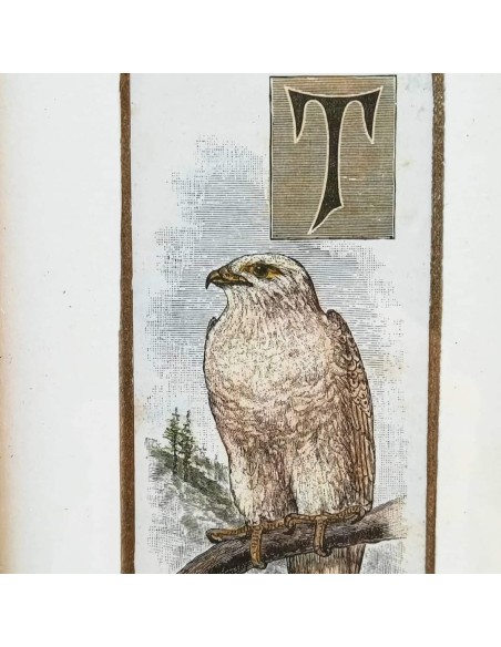 CAPOLETTERA " T "