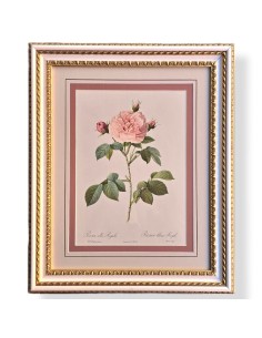 ROSE DEL REDOUTE