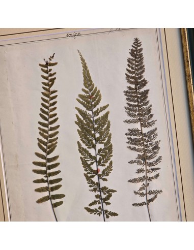 ERBARIO XIX SECOLO