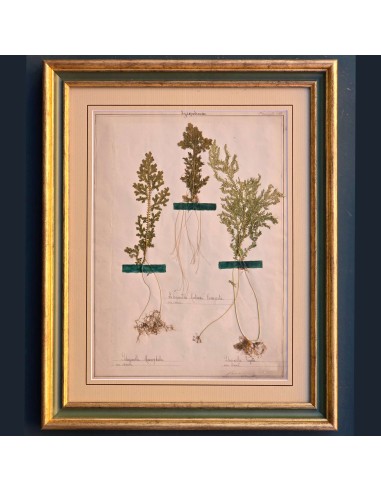 ERBARIO XIX SECOLO