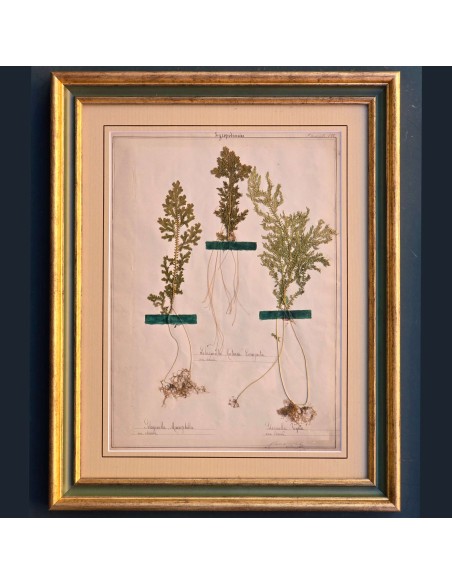 ERBARIO XIX SECOLO