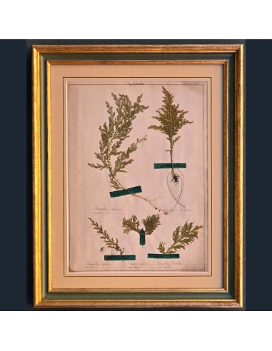ERBARIO XIX SECOLO