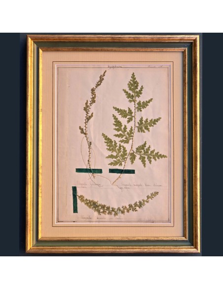 ERBARIO XIX SECOLO