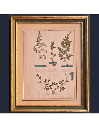 ERBARIO XIX SECOLO